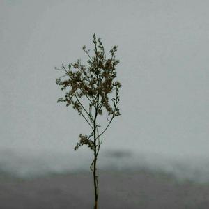 无码澄河美花在线
